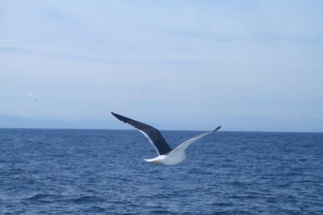 Gaviota mientras navegamos
